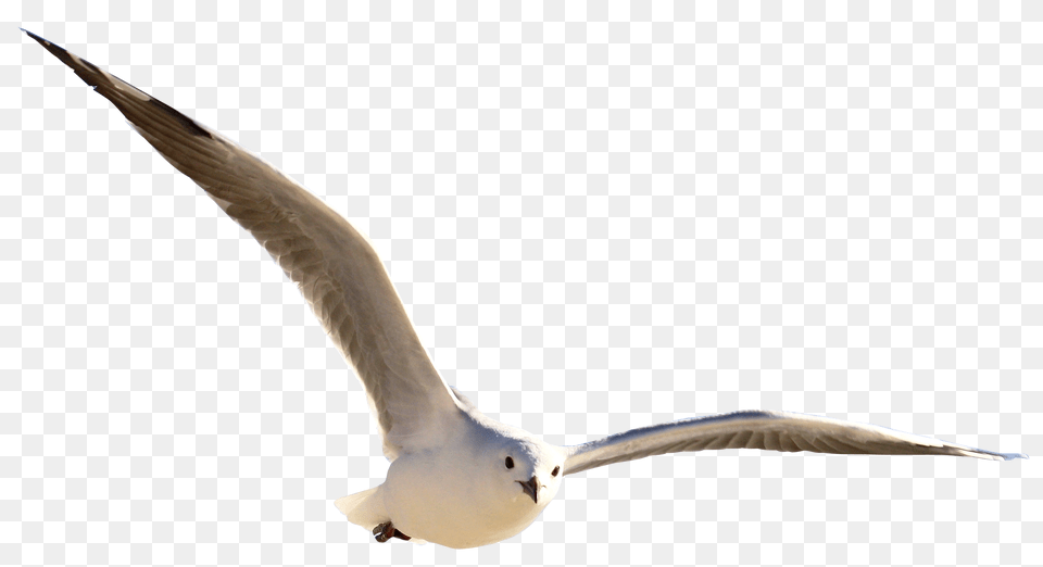 Gull Bird Image, Animal, Flying, Seagull, Waterfowl Free Transparent Png