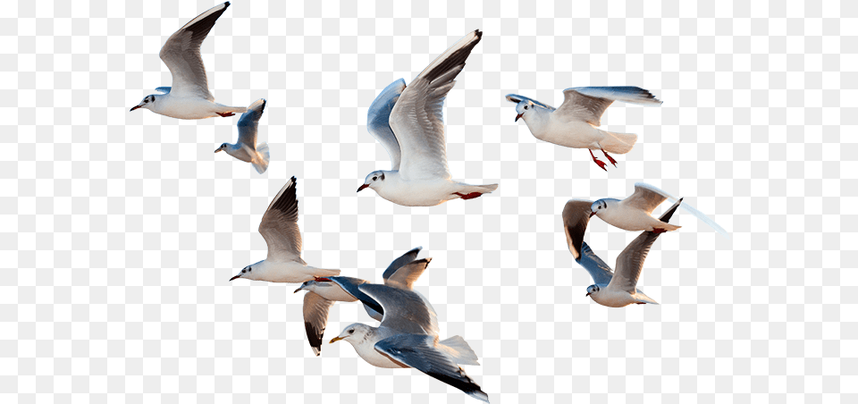 Gull Birds Flying Images, Animal, Bird, Seagull, Waterfowl Free Png Download