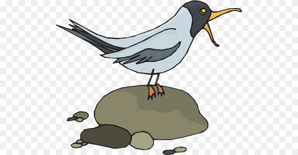 Gull Clip Art, Animal, Beak, Bird, Blackbird Free Png Download