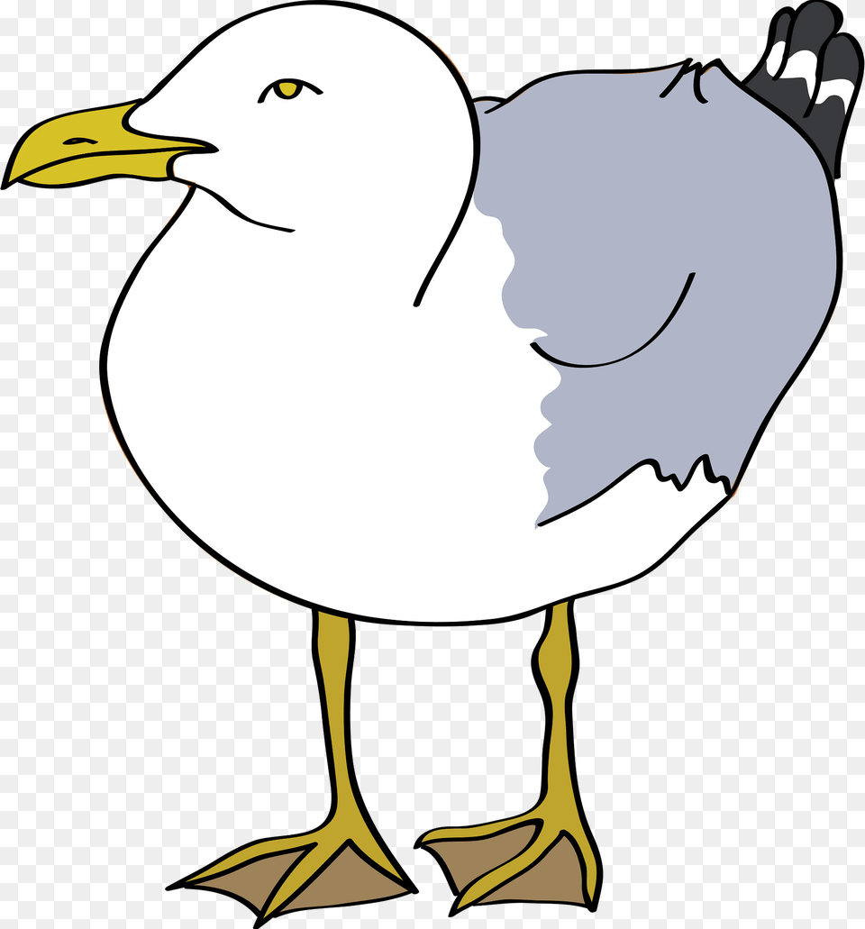 Gull Clipart, Animal, Beak, Bird, Seagull Png