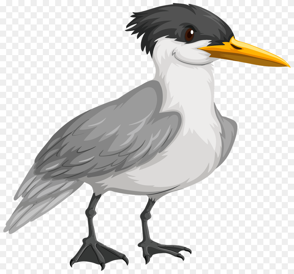 Gull Clipart, Animal, Beak, Bird, Waterfowl Free Png