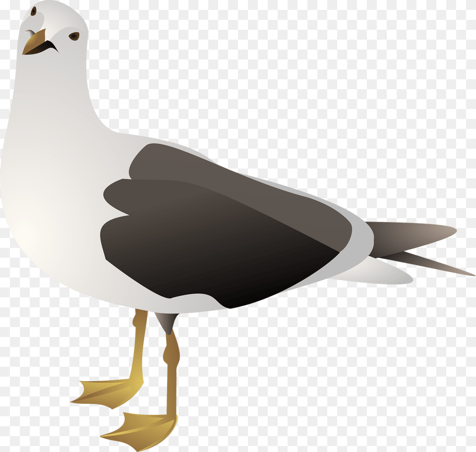 Gull Clipart, Animal, Bird, Seagull, Waterfowl Png Image