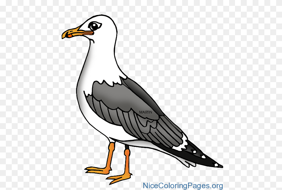 Gull Clipart Nice Coloring Pages For Kids, Animal, Beak, Bird, Seagull Png