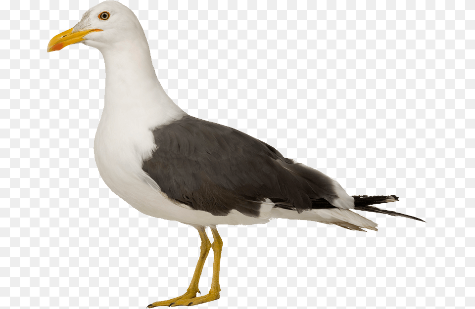 Gull Herring Gull No Background, Animal, Beak, Bird, Seagull Free Png