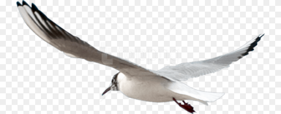 Gull Images Background Images Seagull Psd, Animal, Beak, Bird, Flying Free Png Download