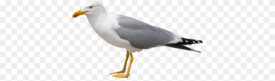 Gull Images Download Sea Birds Sitting, Animal, Beak, Bird, Seagull Png
