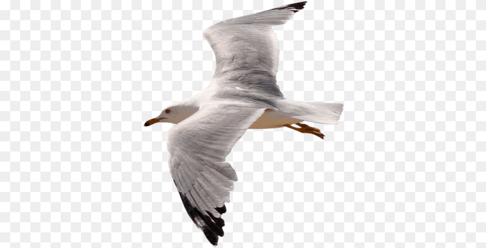 Gull Images Download Transparent Birds Gif, Animal, Beak, Bird, Flying Free Png