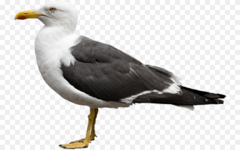 Gull Images Seagulls, Animal, Beak, Bird, Seagull Free Transparent Png