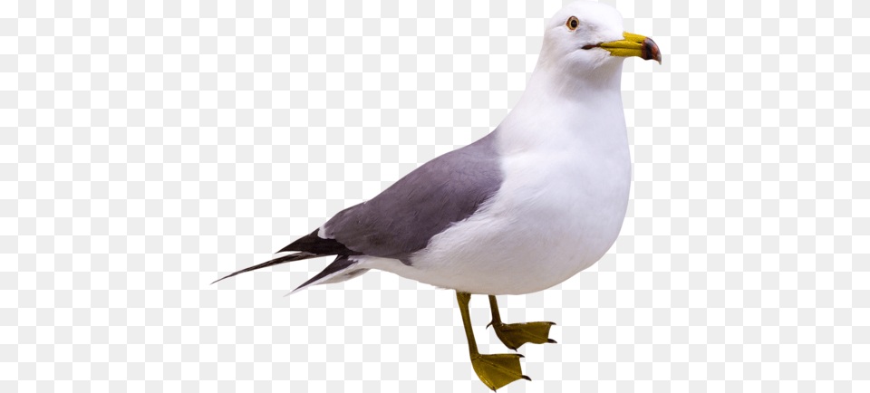 Gull Portable Network Graphics, Animal, Beak, Bird, Seagull Png