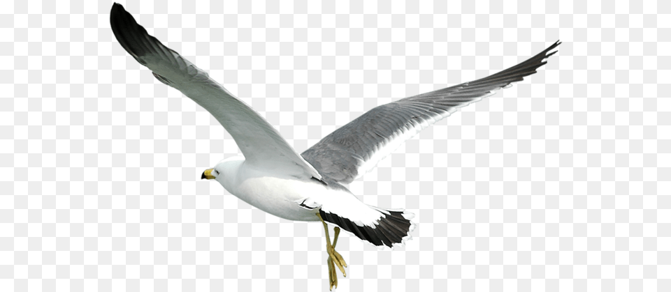Gull Seagull Bird, Animal, Beak, Flying, Waterfowl Free Transparent Png