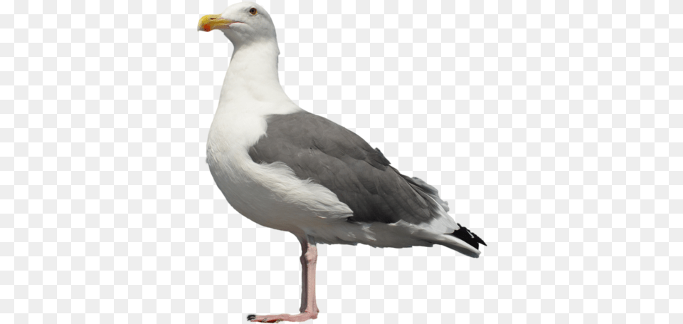 Gull Seagull Bird, Animal, Beak, Waterfowl Free Png