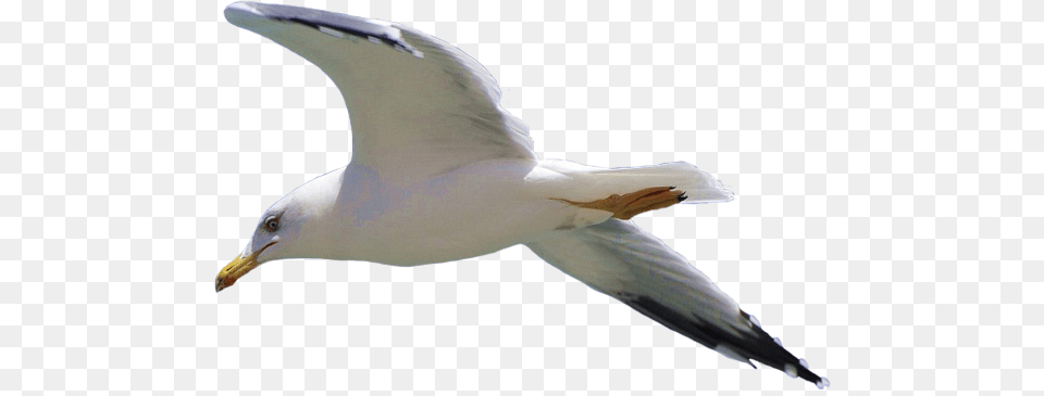 Gull Seagull Flying, Animal, Bird, Waterfowl, Beak Png