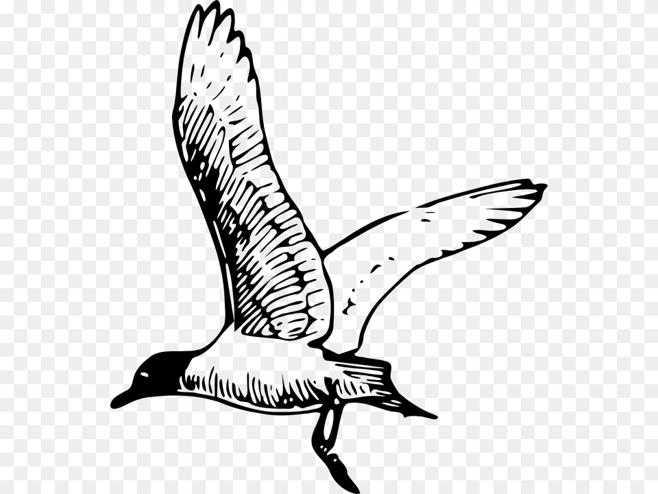 Gull Tern Seagull Bird Flight Flying Wings Seagull Clipart Black And White, Animal, Kite Bird Free Transparent Png