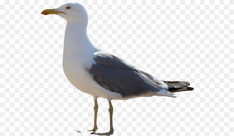 Gull Transparent Gull, Animal, Beak, Bird, Seagull Free Png