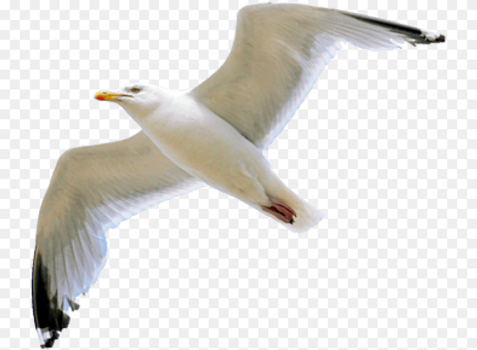 Gull Transparent Seagull, Animal, Bird, Flying, Waterfowl Png Image