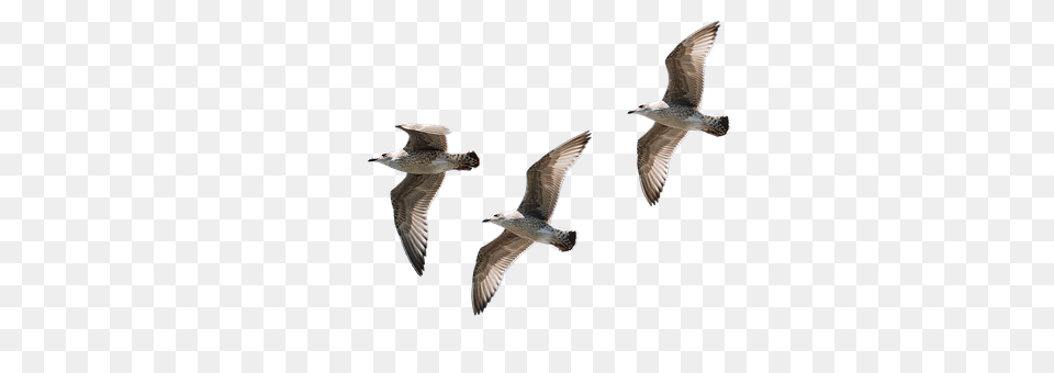 Gulls Animal, Bird, Flying, Seagull Free Transparent Png