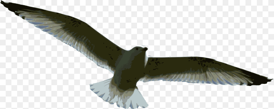 Gulls, Animal, Bird, Flying, Seagull Free Transparent Png