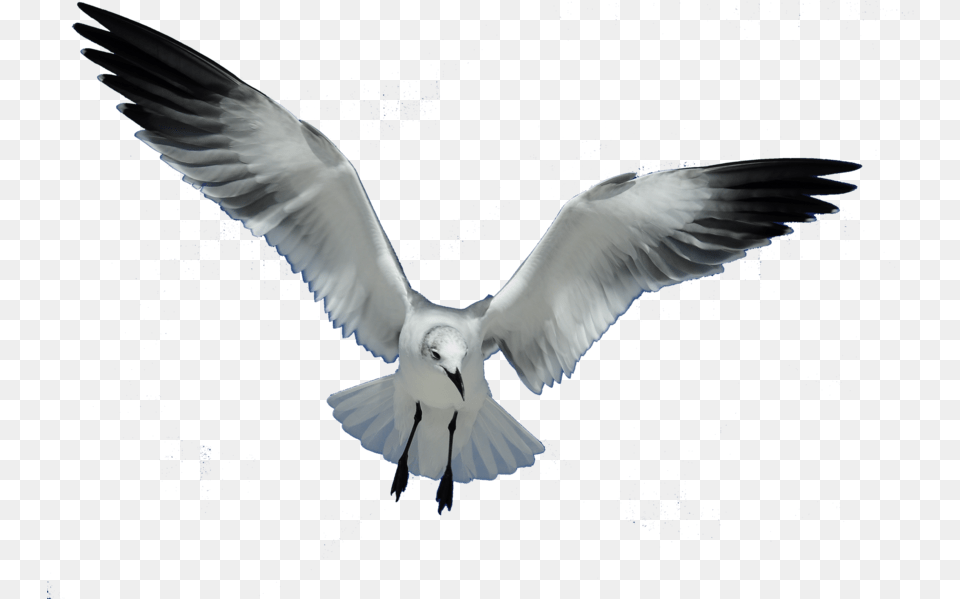 Gulls Bird European Herring Gull Flight Seagull, Animal, Flying, Waterfowl, Pigeon Png Image