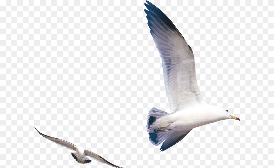 Gulls Bird Flying Seagull Download Flying Seagull, Animal, Waterfowl, Beak Png Image