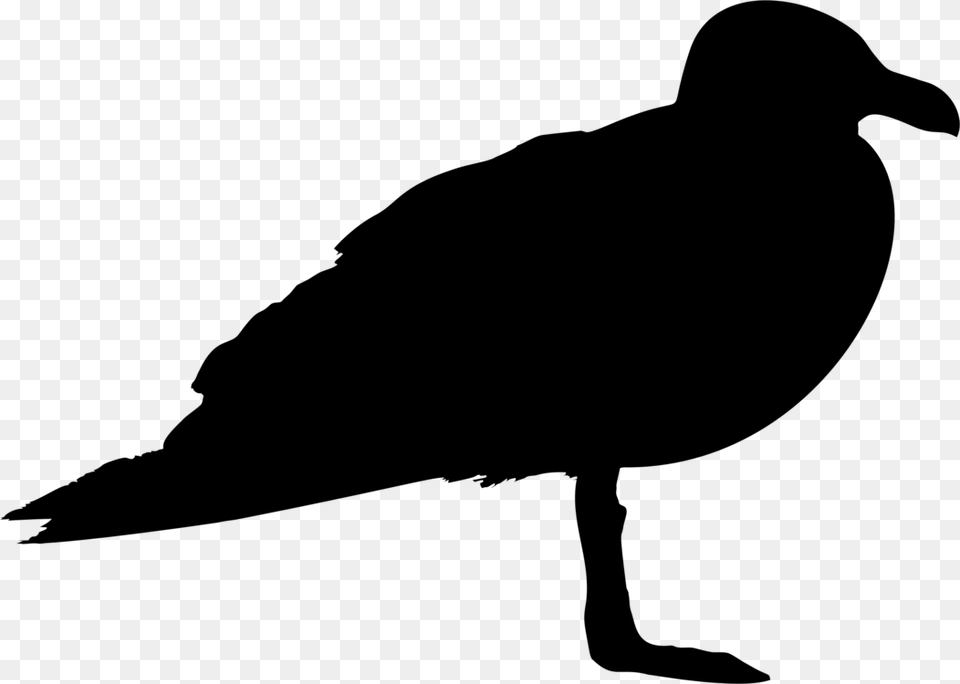 Gulls Bird Silhouette Animal, Gray Png Image
