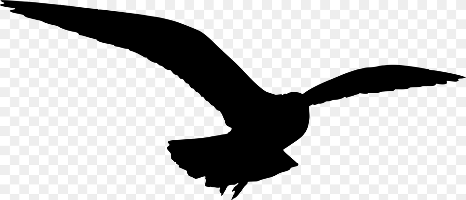 Gulls Bird Silhouette Drawing, Gray Png