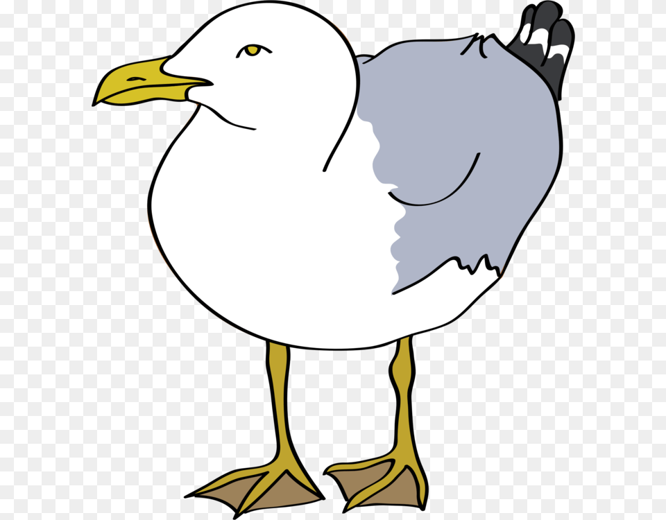 Gulls Drawing European Herring Gull Bird Cartoon, Animal, Beak, Seagull, Waterfowl Free Png Download