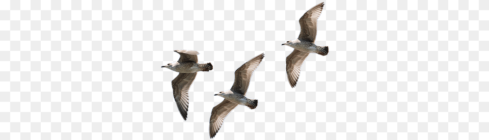 Gulls Flying Isolated Seagull Bird Pajaros Reales Volando, Animal, Waterfowl, Kite Bird Png