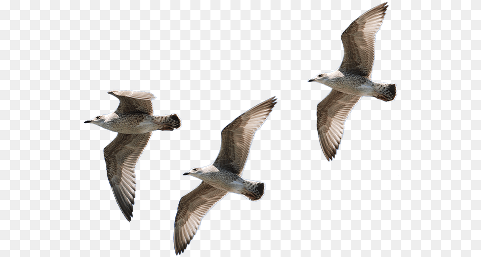 Gulls Flying Isolated Seagull Bird Water Bird Louise Hays Sleep Meditation, Animal, Waterfowl Free Transparent Png