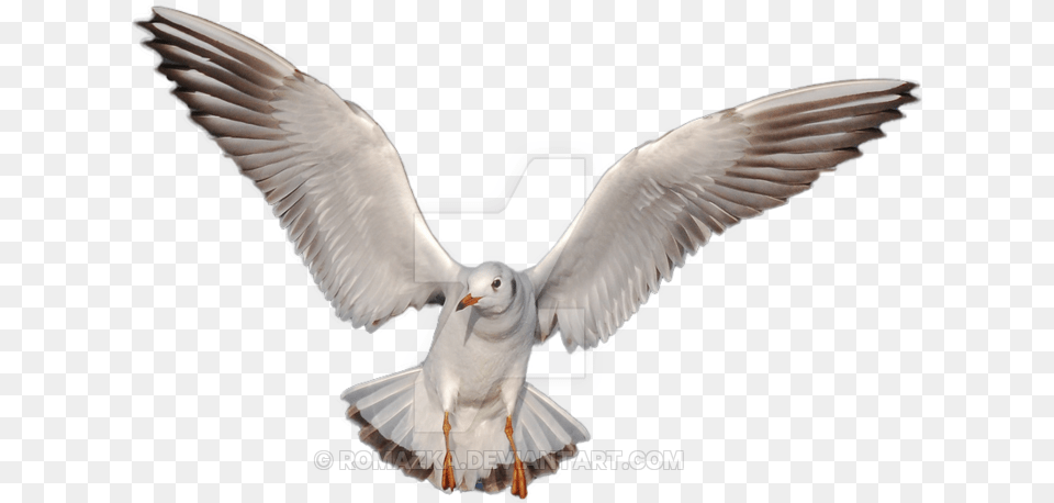 Gulls Hd Icon, Animal, Bird, Seagull, Waterfowl Png Image