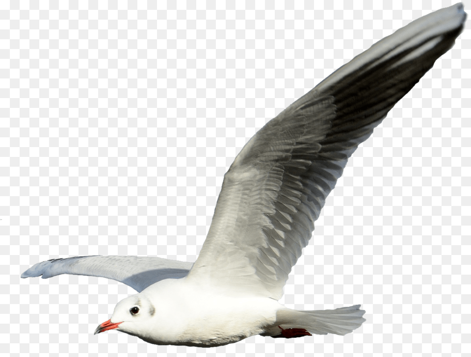 Gulls Portable Network Graphics Clip Art Flight Shorebirds Flying Seagull Transparent Background, Animal, Bird, Waterfowl, Beak Png