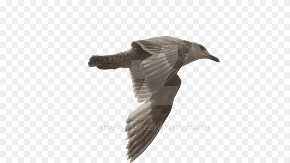 Gulls Vaux S Swift, Animal, Bird, Seagull, Waterfowl Png