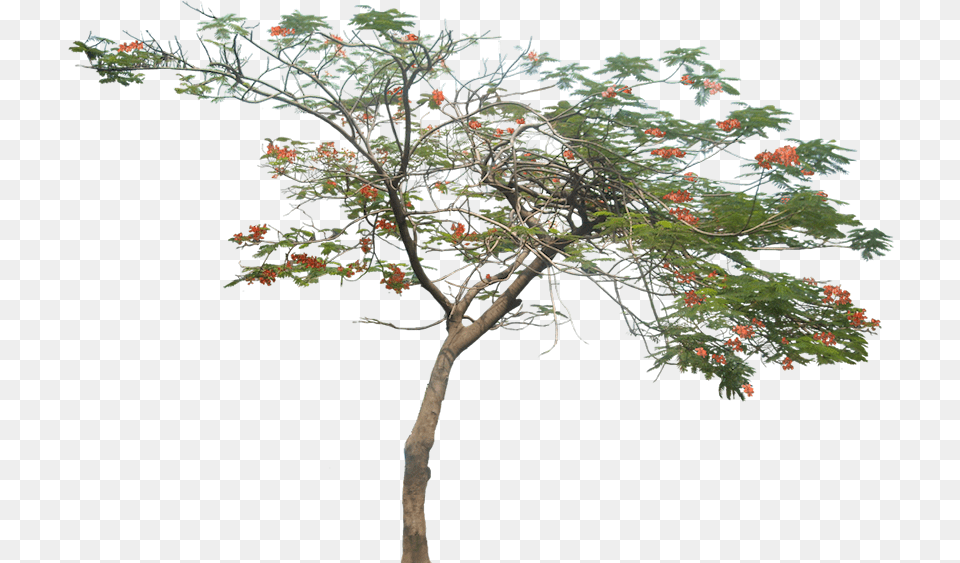 Gulmohar Tree Image Architecture Tree, Flower, Flower Arrangement, Plant, Leaf Free Png