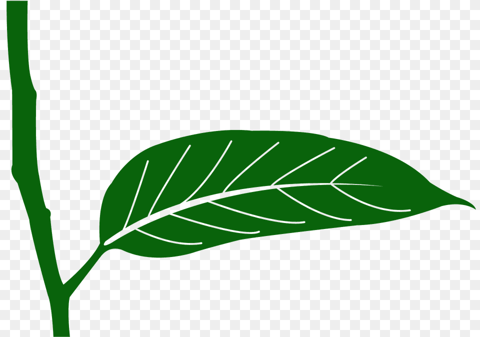 Gum Leaf Silhouette, Plant, Annonaceae, Tree, Green Free Png