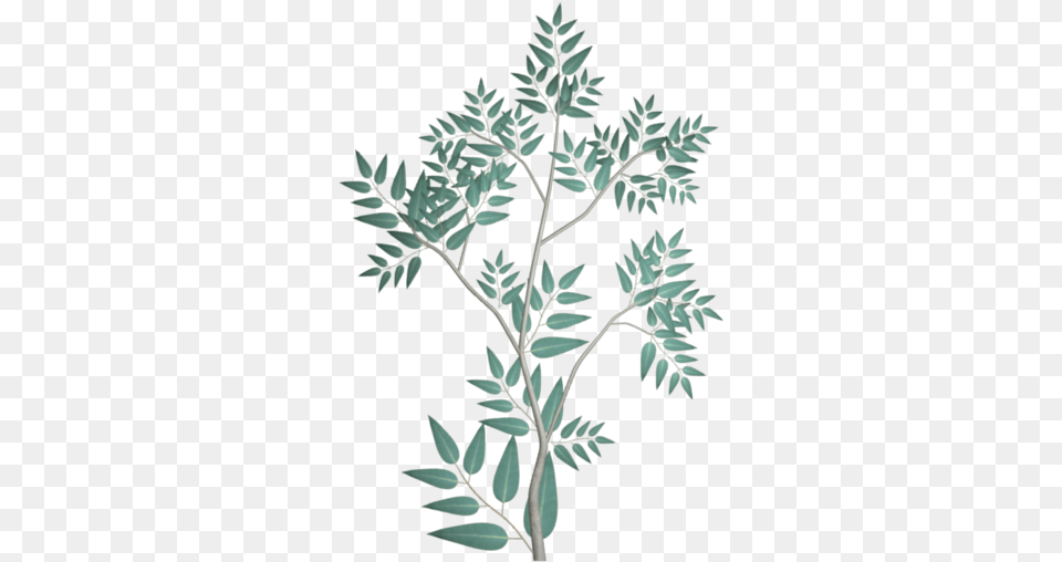 Gum Tree Opengameartorg Eucalyptus Leaves Gum Leaves Silhouette, Leaf, Plant, Astragalus, Flower Free Png Download