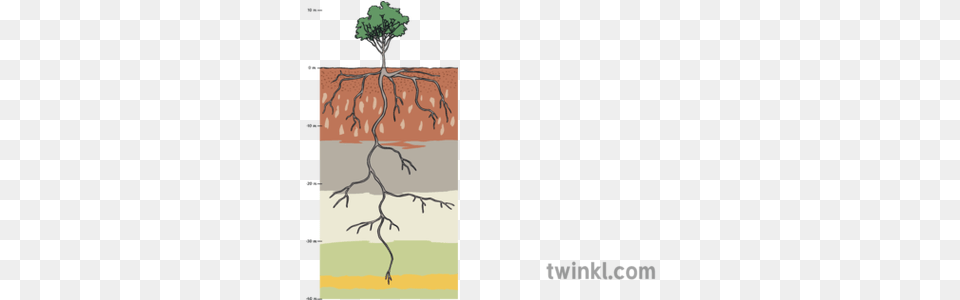 Gum Tree Root System Illustration Soil, Plant Free Png Download