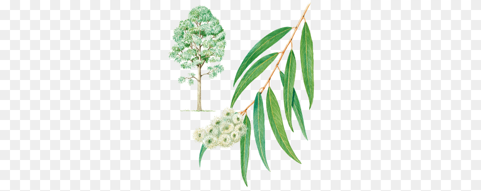 Gum Trees, Tree, Grass, Plant, Leaf Free Png