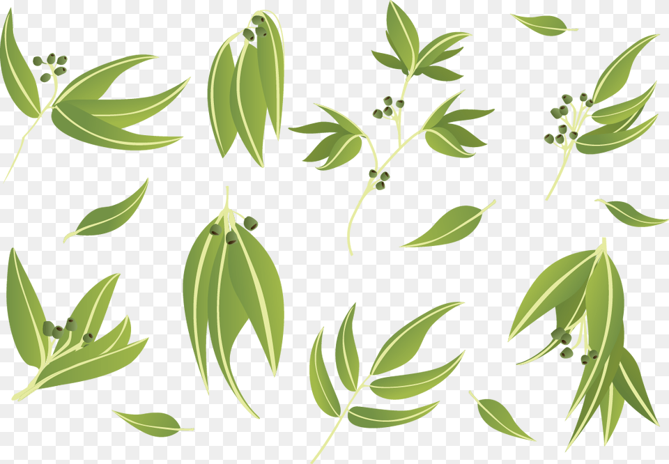 Gum Trees Leaf Euclidean Vector Gum Trees, Herbs, Plant, Green, Herbal Free Transparent Png