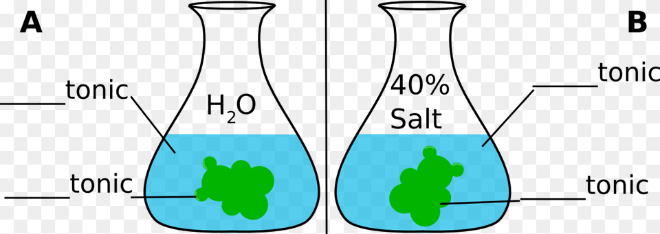 Gummy Bear In Salt Water Diagram Experiment Gummy Bear Osmosis Test, Ct Scan, Outdoors Free Png Download