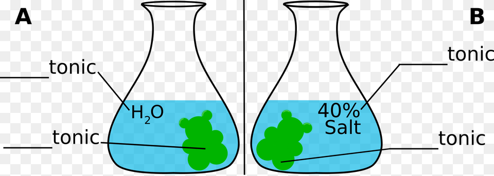 Gummybear Osmosis Gummy Bear In Salt Water Diagram Experiment, Ct Scan, Chart, Plot Free Png