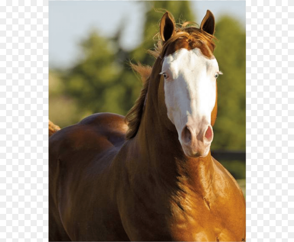 Gunner Boy, Animal, Horse, Mammal, Stallion Free Transparent Png