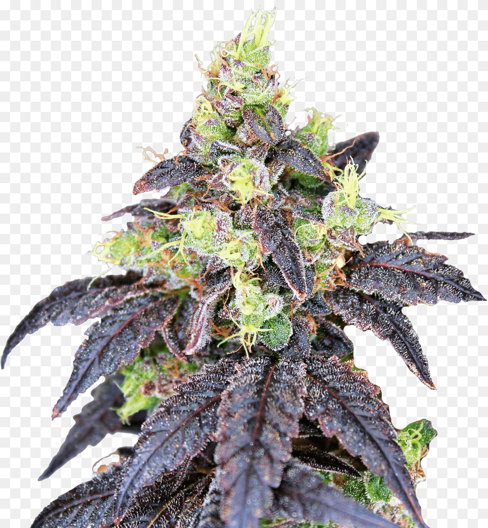 Gunslinger Cannabis, Grass, Leaf, Plant, Hemp Png Image