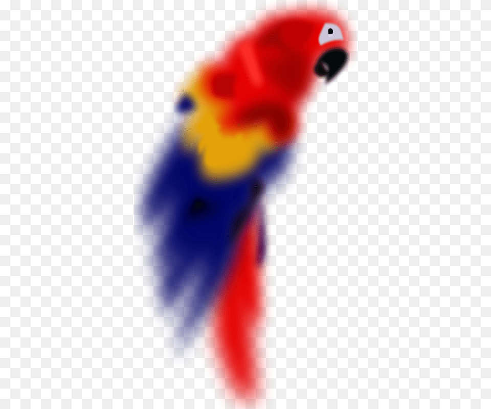 Gurica Bird, Animal, Parrot, Person Png Image