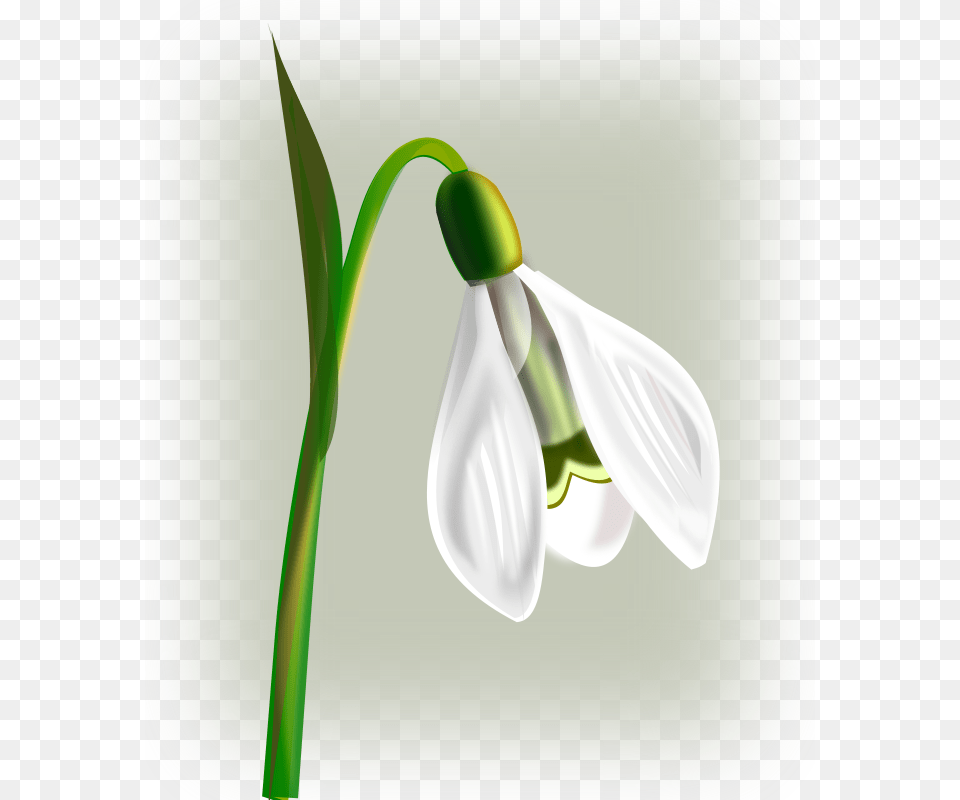 Gurica Flowers Snowdrop, Amaryllidaceae, Flower, Petal, Plant Free Transparent Png
