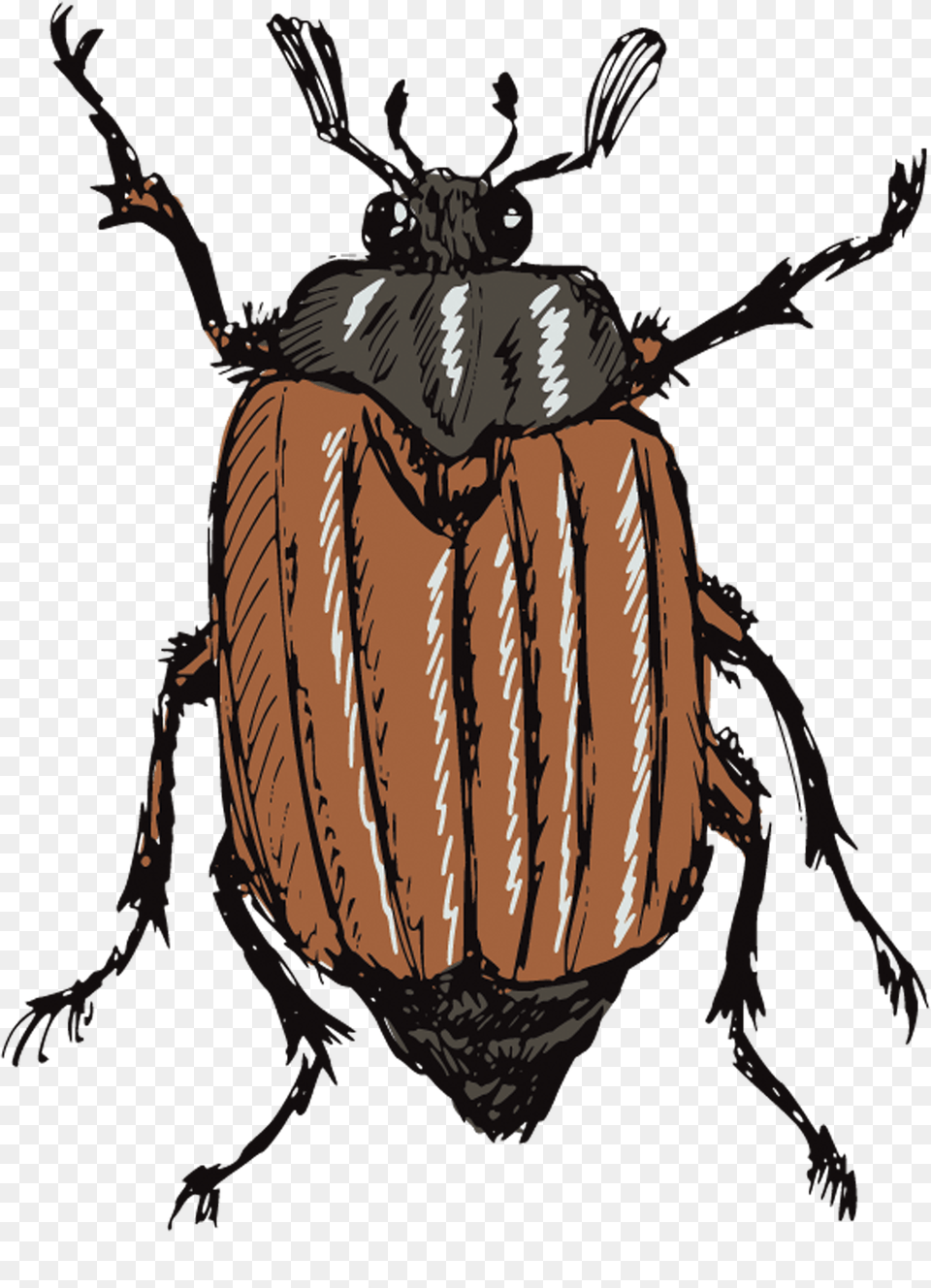 Gusano Animado Y Escarabajo, Adult, Animal, Female, Person Png