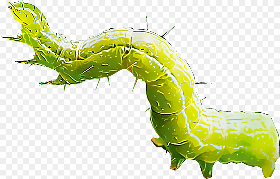 Gusano Cabbage Worm Clipart, Animal, Invertebrate, Lizard, Reptile Png Image