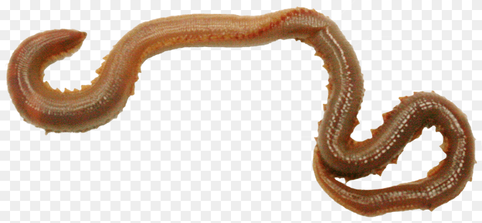 Gusano Real, Animal, Invertebrate, Worm, Insect Free Transparent Png