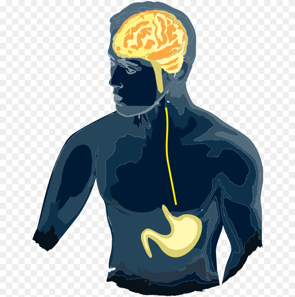 Gut Brain Axis Clipart Download Gut Brain Axis, Adult, Person, Man, Male Free Png