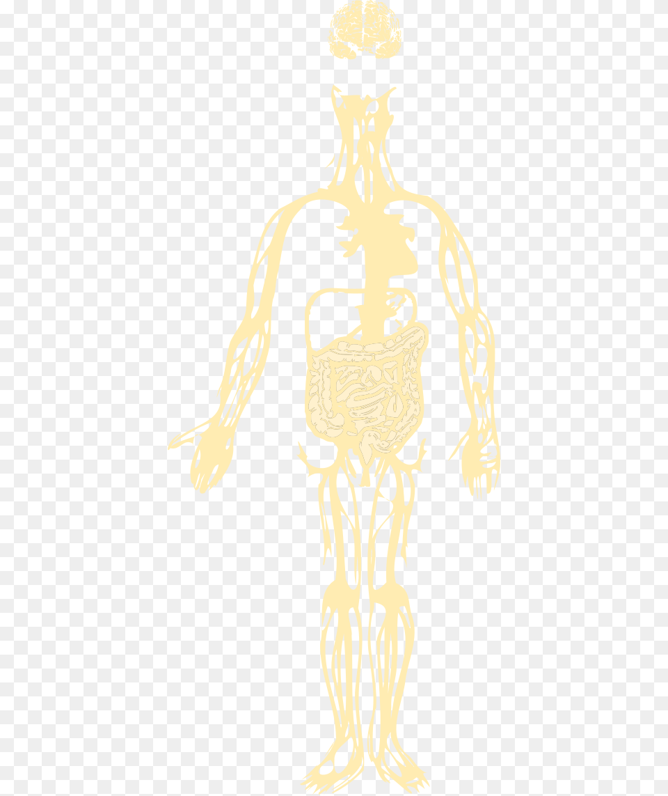 Gut Brain Axis Illustration, Person, Skeleton Free Png
