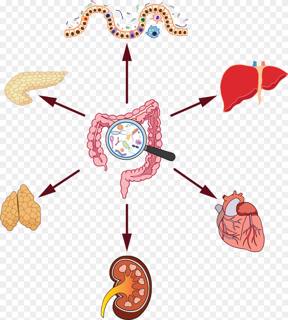 Gut Microbiome Organ Effect, Baby, Person, Animal, Reptile Png Image