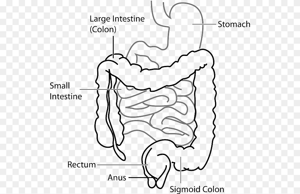 Gut Thyroid Connection Caliber Of Small Intestine, Body Part, Stomach, Chandelier, Lamp Free Transparent Png